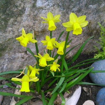 Daffodil 'Tête-à-Tête' (Misc)