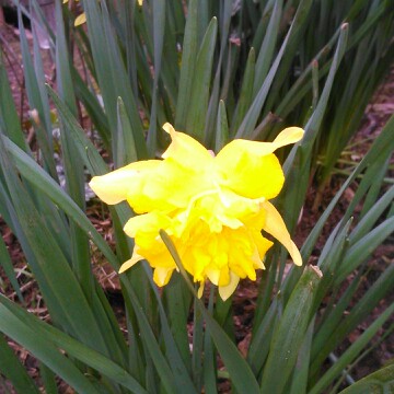 plant image 23942