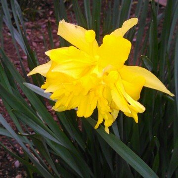 plant image 24021