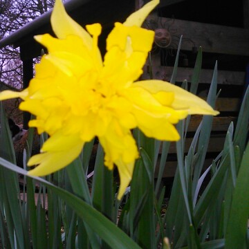 Daffodil 'Golden Spur' (Trumpet)