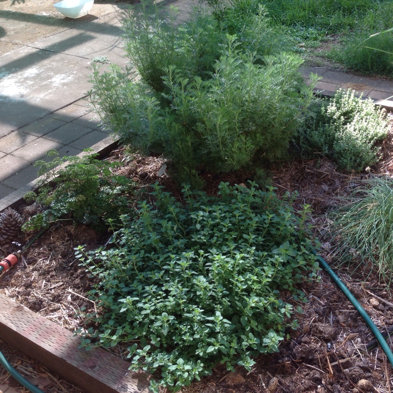 Jackie's garden