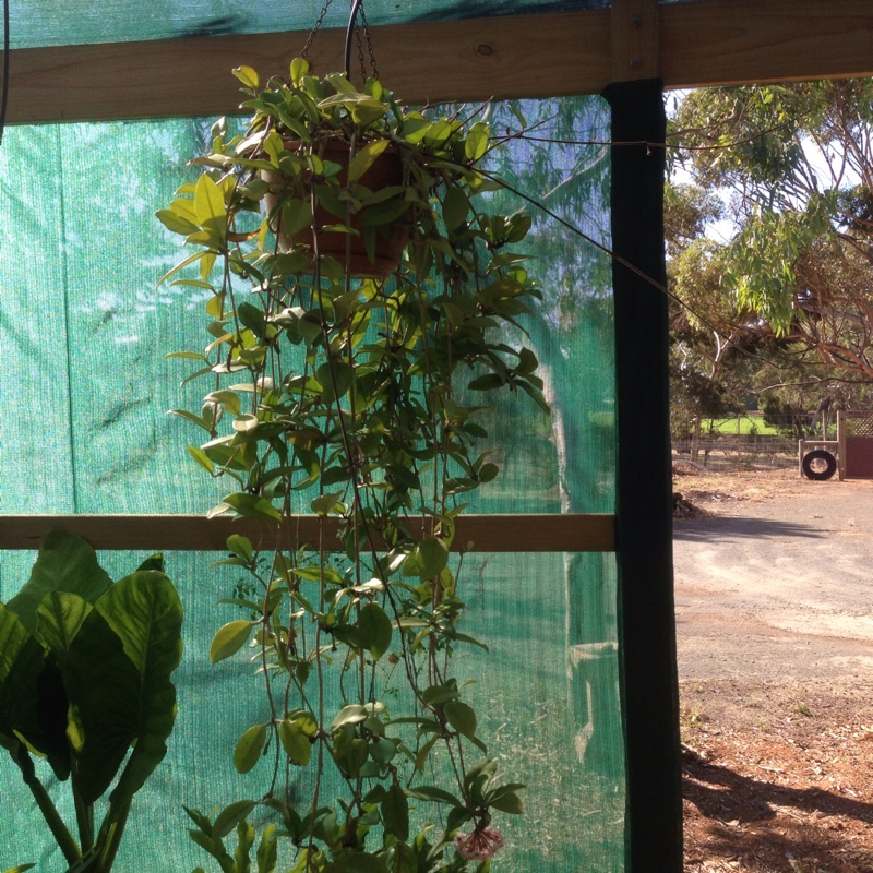 plant image 23867