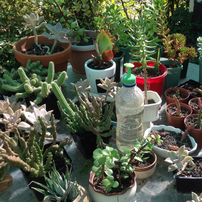 Jackie's garden