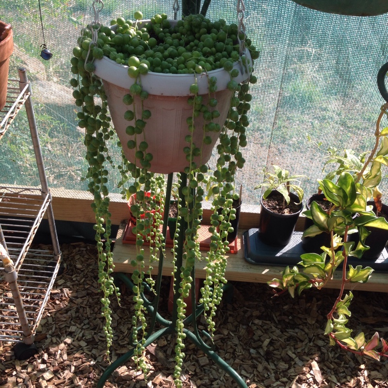String of Pearls