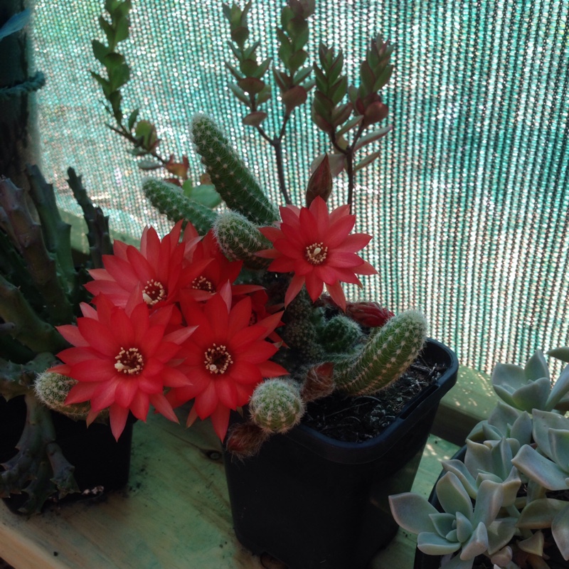 Jackie's garden