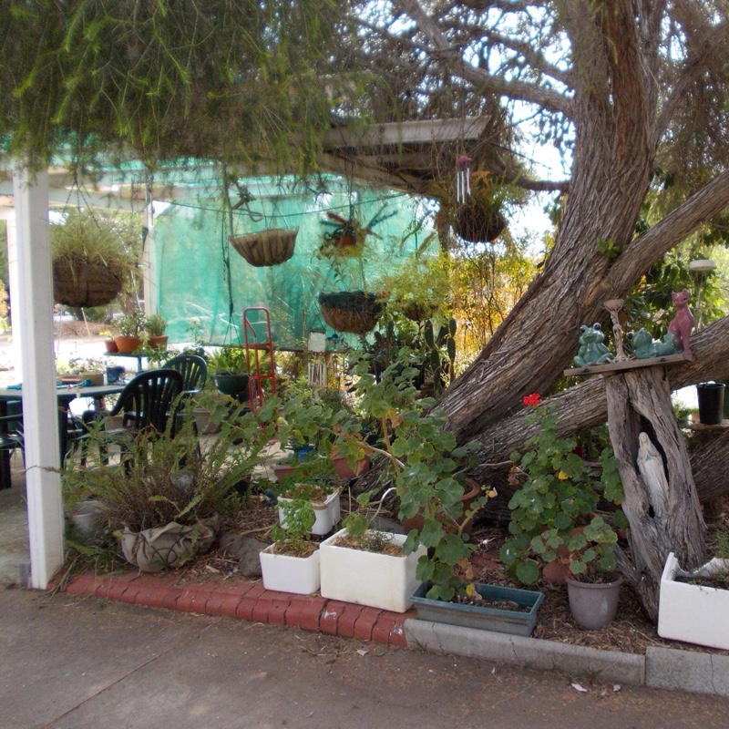 Jackie's garden
