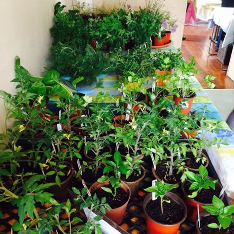 plant image 283543