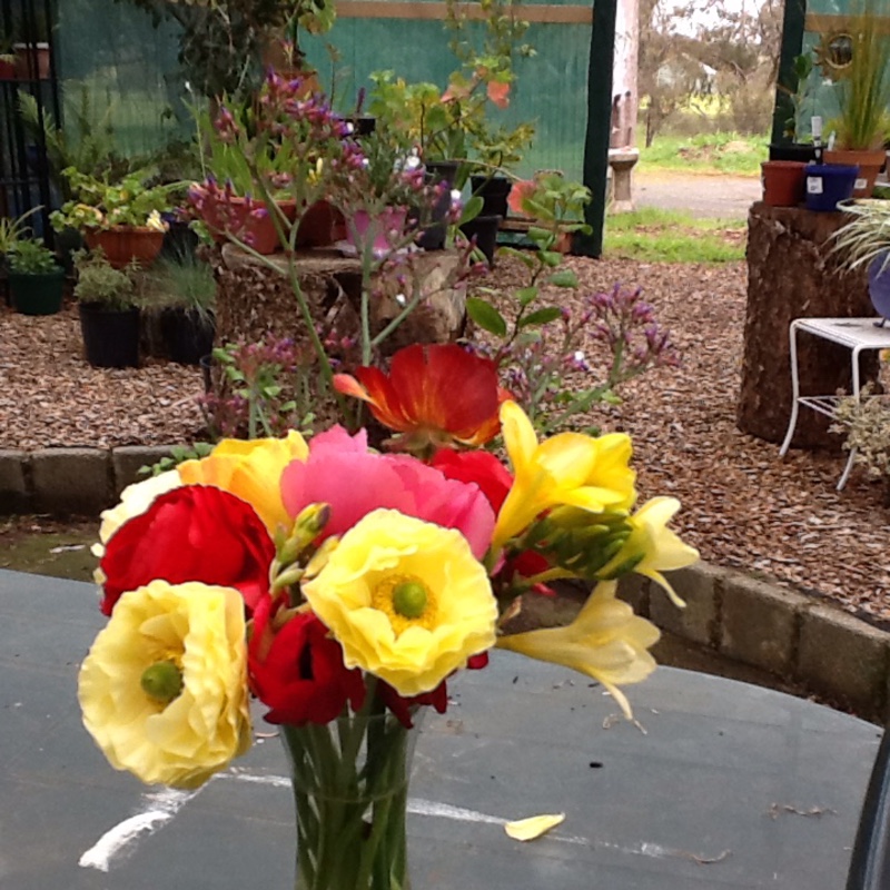 plant image 283545