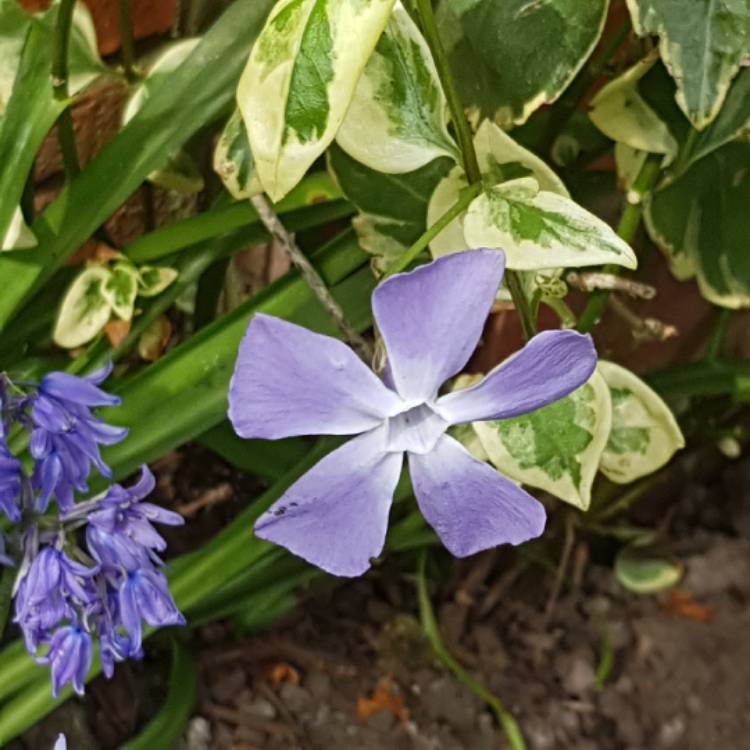plant image 1007927