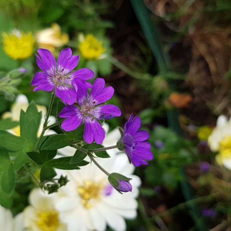 plant image 1112526