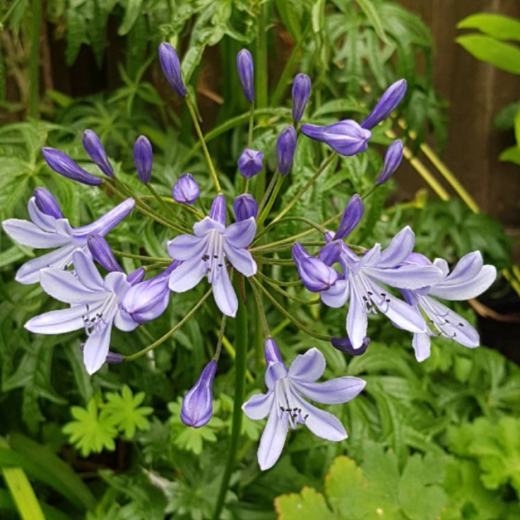 plant image 1121256