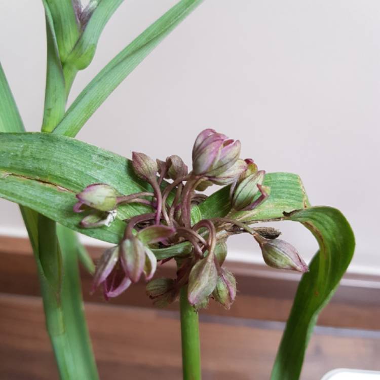 Plant image Tradescantia 'Outdoor plants'