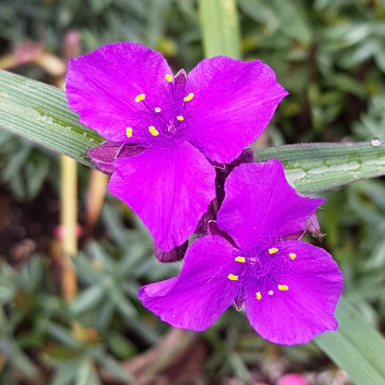 plant image 1152682