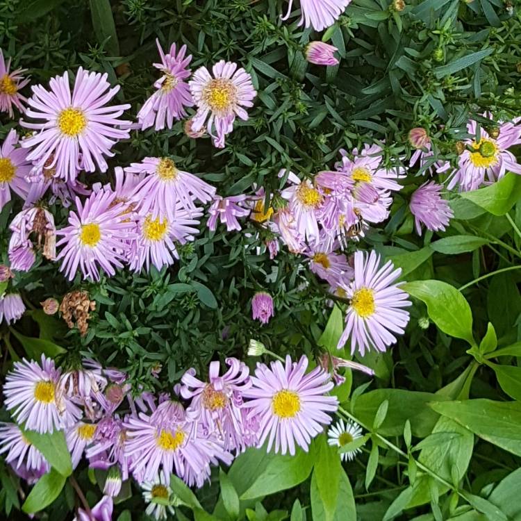 plant image 1177765