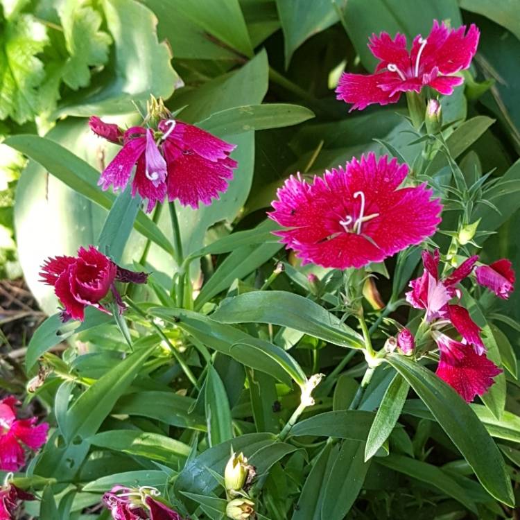 Plant image Dianthus