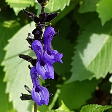 Salvia Black and Bloom