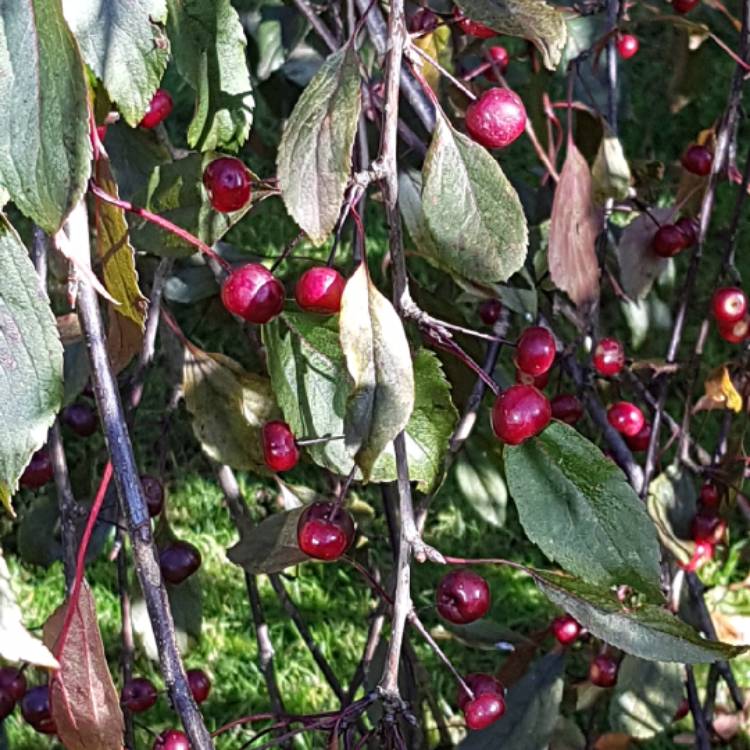 Plant image Malus 'Royal Beauty'