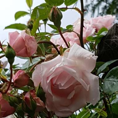 Rosa (Climbing)