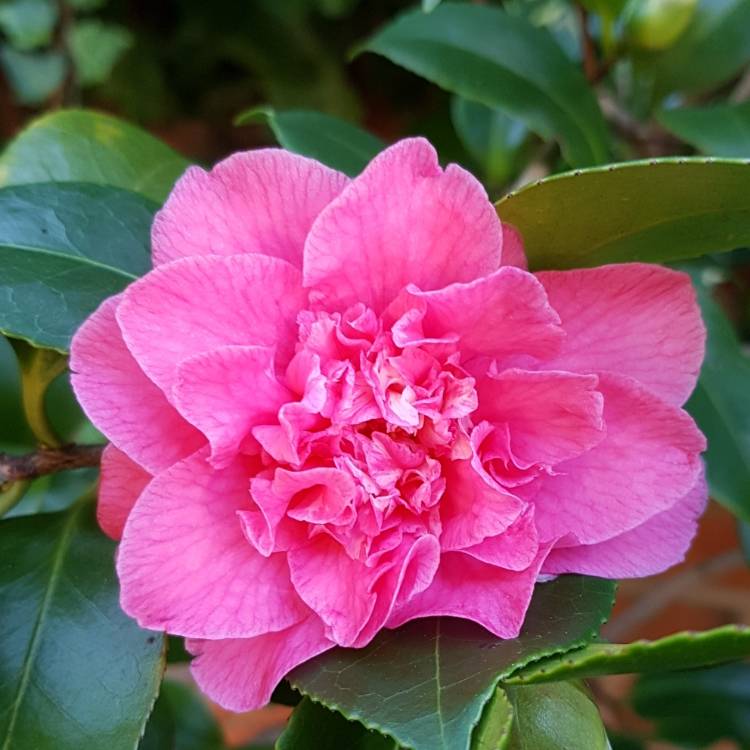 plant image 1226258