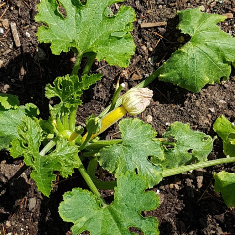plant image 1287203