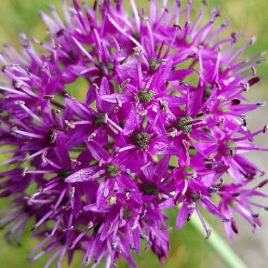 Allium hollandicum 'Purple Sensation' syn. Allium 'Purple Sensation', Allium aflatunense 'Purple Sensation'
