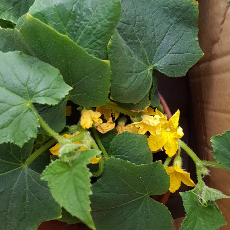 plant image 1296293