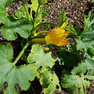 Cucurbita Pepo var. Cylindrica 'Jemmer' F1