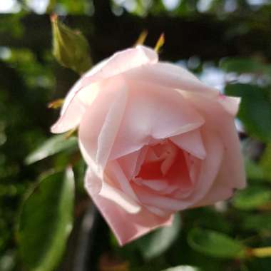 Rosa (Climbing)