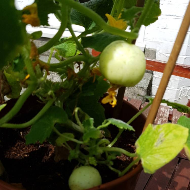 Plant image Cucumis sativus 'Crystal Apple'