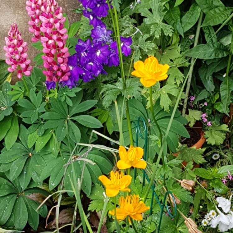 Plant image Trollius chinensis 'Golden Queen'