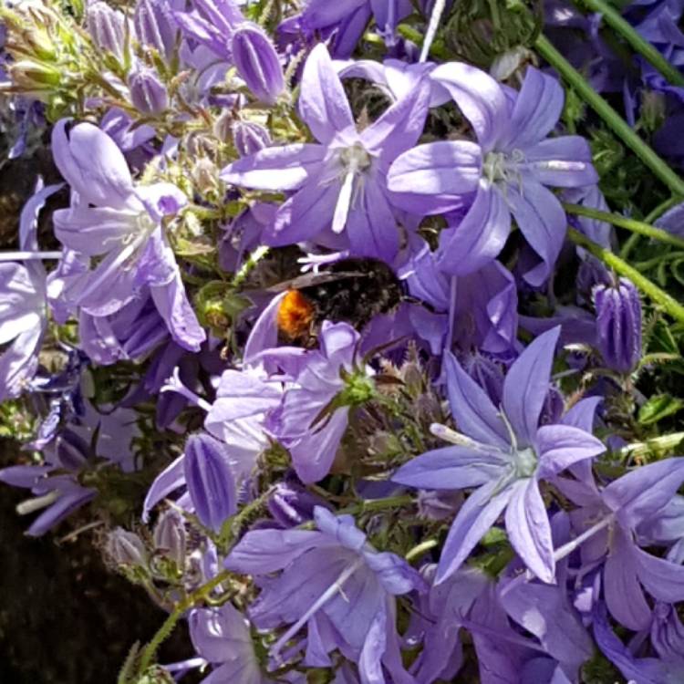 plant image 1329391