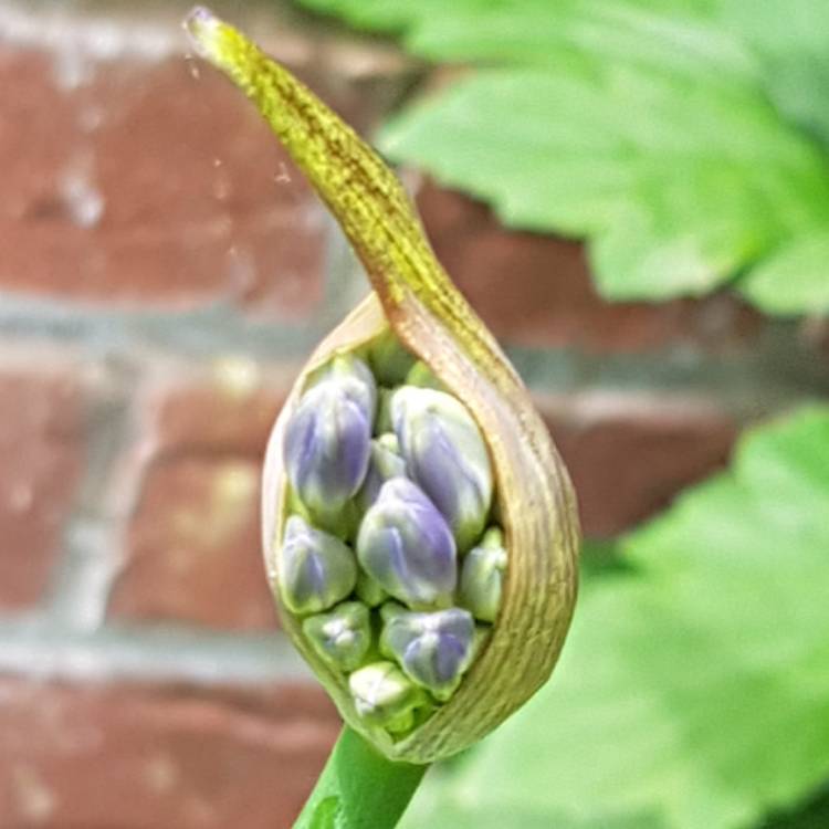 plant image 1338578