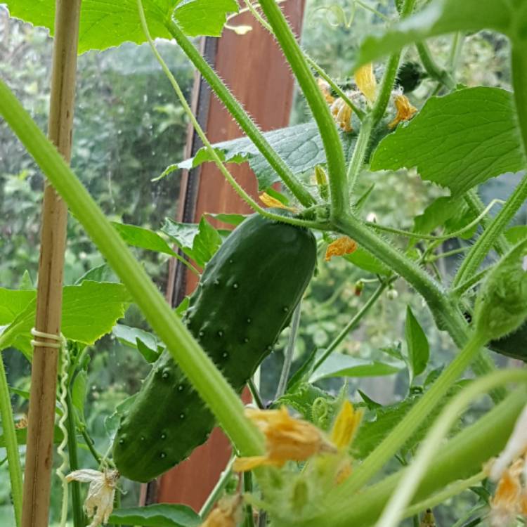 Plant image Cucumis Sativus 'Marketmore'
