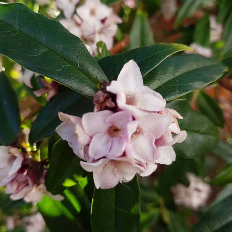 plant image 621381