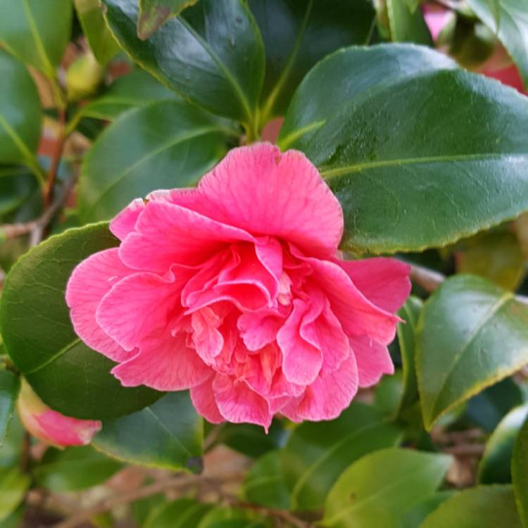 plant image 621394
