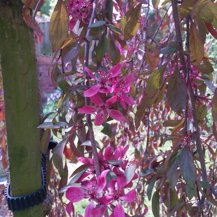plant image 647399 plant image 647399