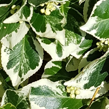 Plant image Euonymus fortunei 'Silver Queen'