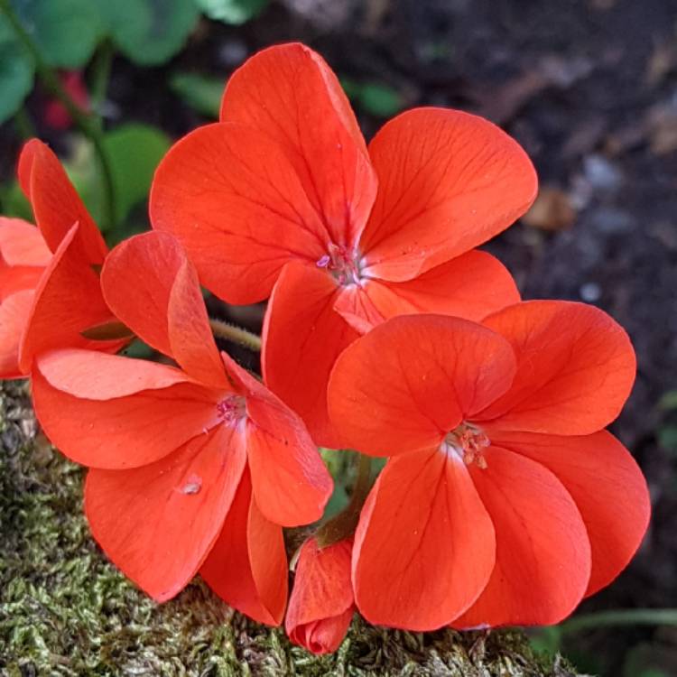 plant image 754479