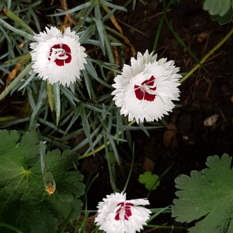 Plant image Dianthus 'Silver Star'