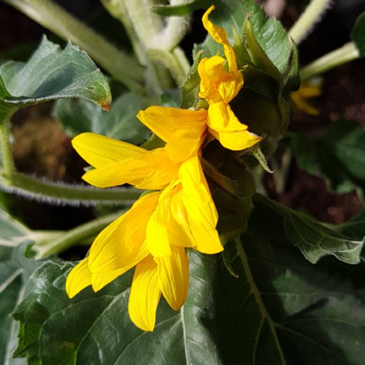plant image 813192