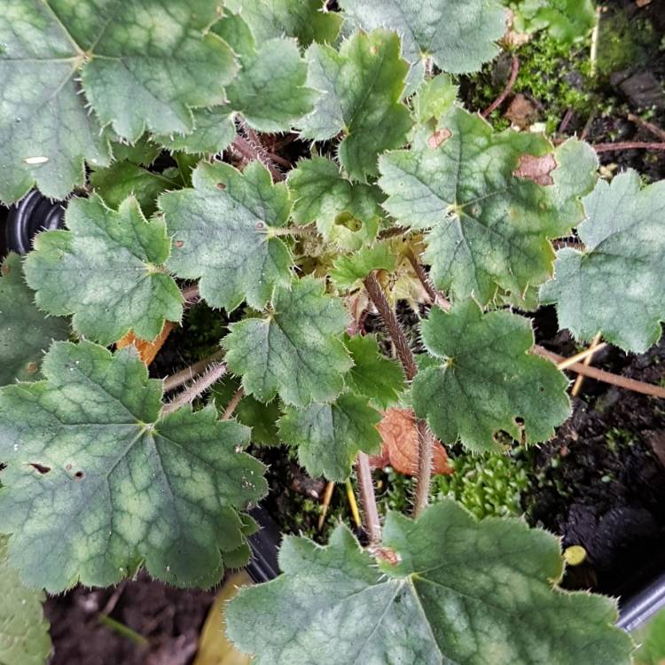plant image 890289