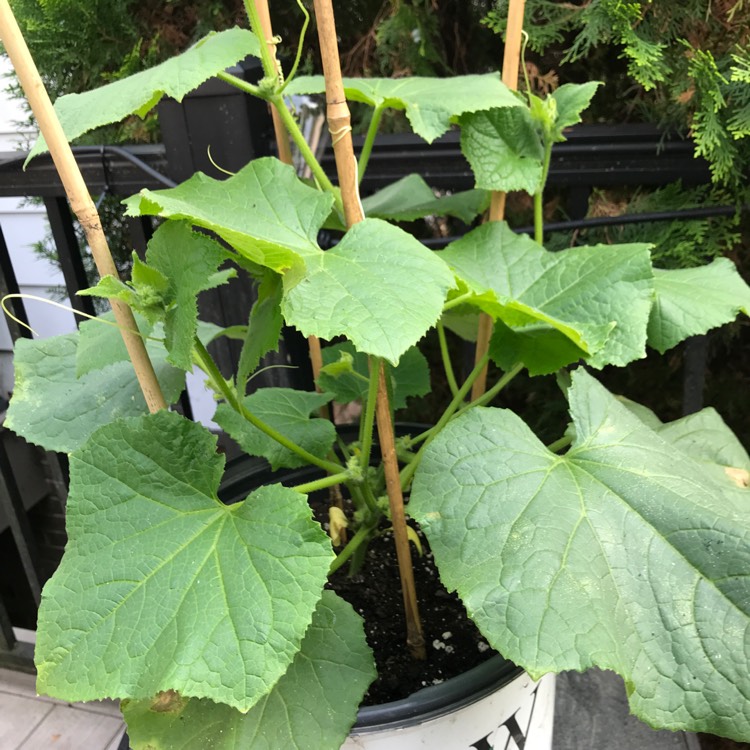 plant image 1431161