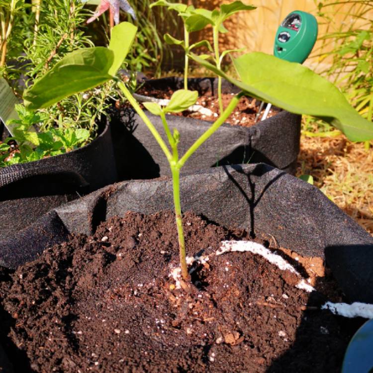 plant image 1144287
