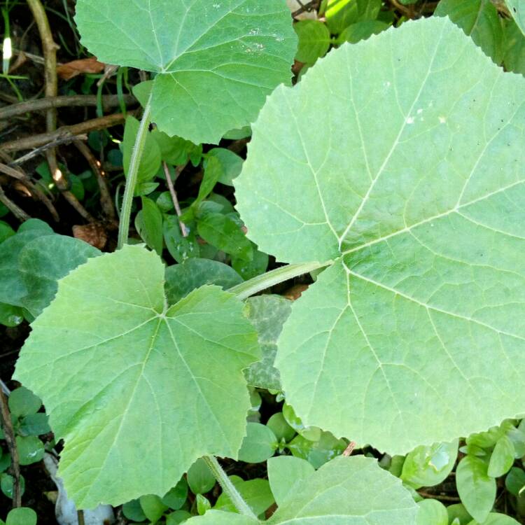 Plant image Cucurbita Pepo var. Cylindrica 'Black Beauty'