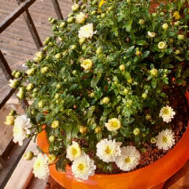 Sagar's garden