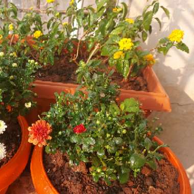 Chrysanthemum 'Power Surge®'
