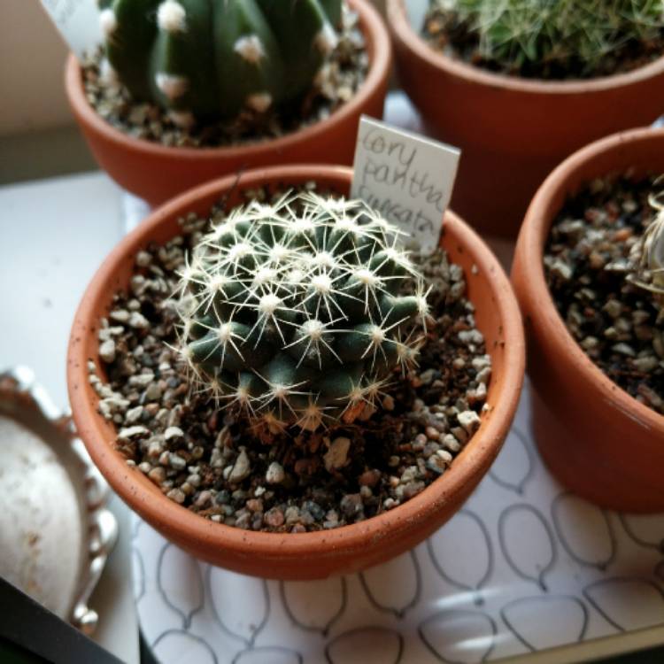Plant image Coryphantha sulcata syn. Mammillaria sulcata