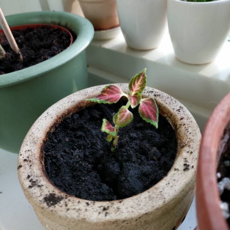 Plant image Solenostemon scutellarioides 'Pas2020' (Wizard Series) syn. Solenostemon scutellarioides 'Wizard Pastel'