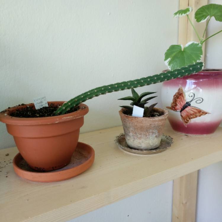 plant image 1077096 plant image 1077096