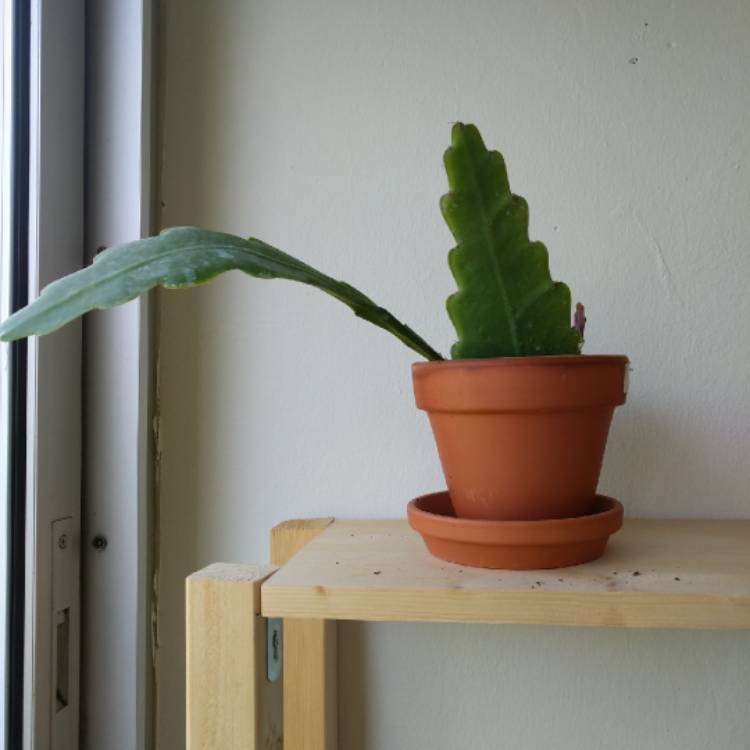 plant image 1077098